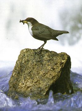 mehr über die Wasseramsel